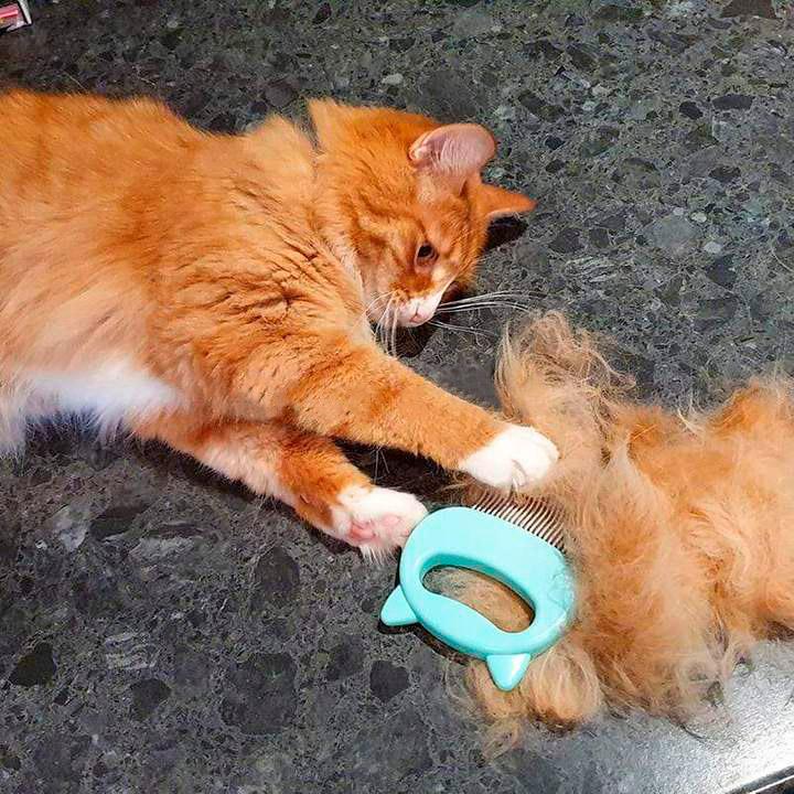 Escova 2 em 1 para Gatos - Remove pelos e massageia