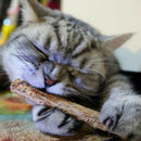 Escova de Dentes Natural para Gatos - Cat Cleaner - Divino Produto