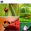 Lente de Zoom de Câmera para Celular