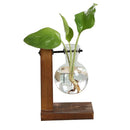 Terrarium Hidropônicos - Vasos GlassGreen