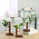Terrarium Hidropônicos - Vasos GlassGreen