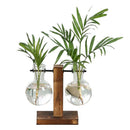 Terrarium Hidropônicos - Vasos GlassGreen