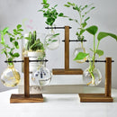 Terrarium Hidropônicos - Vasos GlassGreen