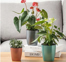 Vaso Hidropônico - Easy Growing Plants
